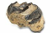 Fossil Eocene Coryphodon Mammal Tooth - Wyoming #316491-1